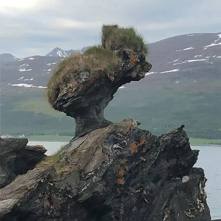 Bella Karnes Διαμέρισμα Oksvik