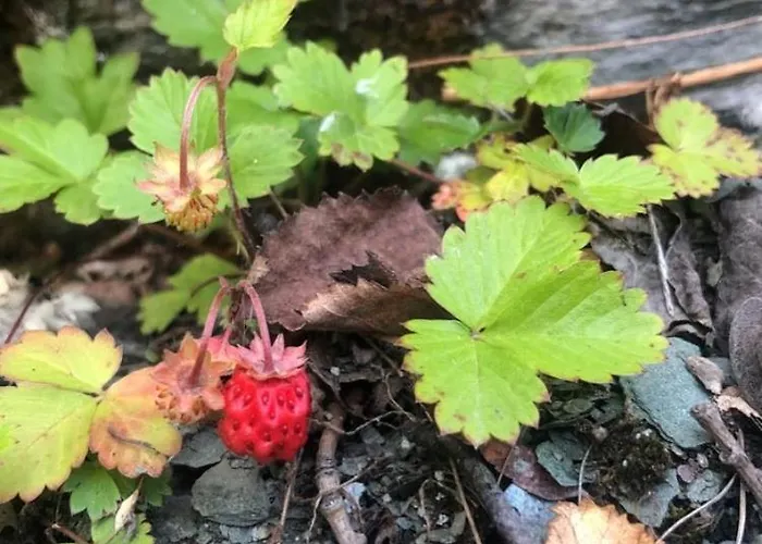 Lägenhet Bella Karnes *